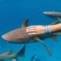 Shark Week Stretch Bracelet Set of 8 Gallery Thumbnail